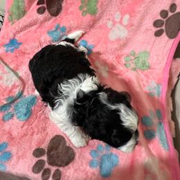 Girl 3 - Black female Havapoo puppy in Cedar Springs, Michigan from Pridespoodles