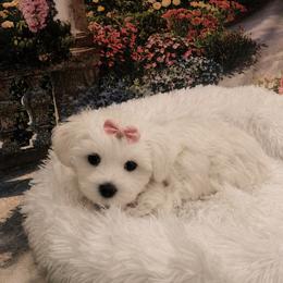 Blossom - White female Maltese puppy in North Myrtle Beach, South Carolina from Perfect Puppies
