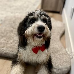 Navi - Bernedoodle