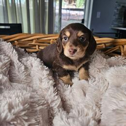 Tank - Chocolate and cream male Dachshund puppy in Washougal, Washington from Pine & Paws Dachshunds