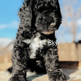 Goldendoodle Puppies from Houservillekennels