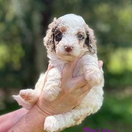 Daisy - Chocolate female Goldendoodle puppy in Sanderson, Florida from Serenity Goldendoodles