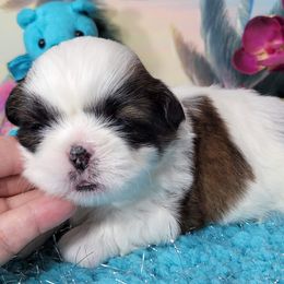 Gabbie Boy 3 - White male Shih Tzu puppy in Buda, Texas from Vickie's Shih Tzus