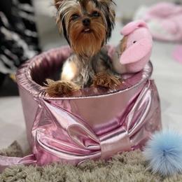 Yorkshire Terrier All Grown Up from Polina Mironchuk