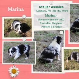 Marina - Blue merle female Australian Shepherd puppy in Asheboro, North Carolina from Stellar Aussies