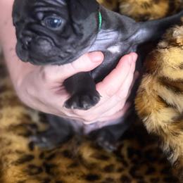 Green collar - Black male Pug puppy in Deer Park, Texas from Butler Pugs and Frenchies