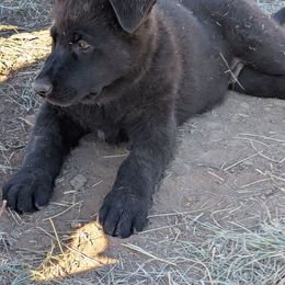 Orange - Black male German Shepherd puppy in Luna, New Mexico from Von De León German Shepherds