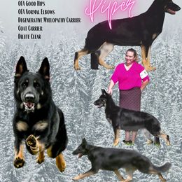 Piper - German Shepherd