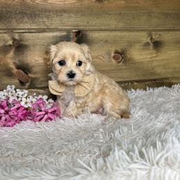 Tyson - Cream male Maltipoo puppy in Middlebury, Indiana from Pine Grove Canines