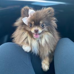 Nala - Pomeranian