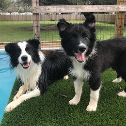 Border Collies and Wire Fox Terriers from De Stijl Kennels