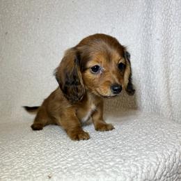 Ariel - Sable female Dachshund puppy in Branford, Florida from Mbjs Doxies and chihuahuas