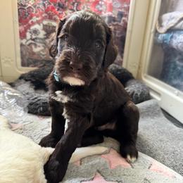 Charm - Brown male Bernedoodle puppy in Henrico, Virginia from Paws 4 Doodles, LLC