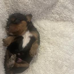 Gus - Black and tan male Cavalier King Charles Spaniel puppy in London, Arkansas from Frosty’s Cavaliers