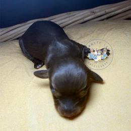 Luna - Chocolate and tan female Dachshund puppy in Cave City, Kentucky from Mammoth Cave Dachshunds