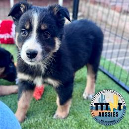 Flower - Black tri-color female Australian Shepherd puppy in Tucson, Arizona from TTTNT Aussies