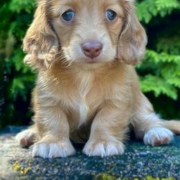 Dachshund Puppies from Taylored Dachshunds