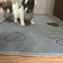Border Collie and Jack Russell Terrier Puppies from CP FARMS BORDER COLLIES N JACKS CORP