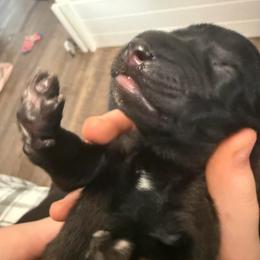 Grey - Fawn sable male Belgian Malinois puppy in Boise, Idaho from Wings of Freedom Retrievers and Malinois