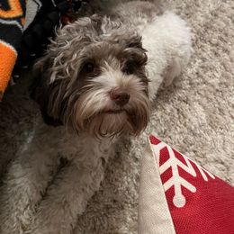 Harlie - Cockapoo