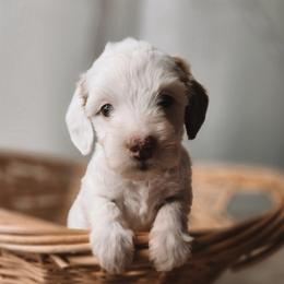 Nova - Parti female Goldendoodle puppy in Austin, Texas from Cedarcrest Goldendoodles