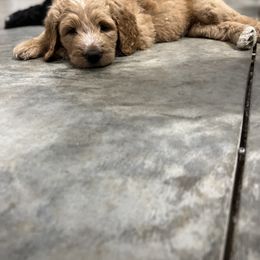 Saint Berdoodle Puppies from Highland Ridge Doodles
