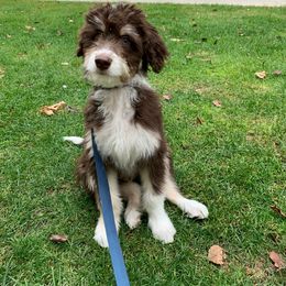 Aussiedoodle Puppies from A Dose Of Doodle