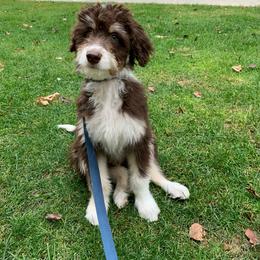 Aussiedoodle Puppies from A Dose Of Doodle