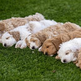 Goldendoodle puppies from SS Goldendoodles