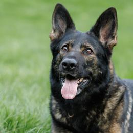 Akira - German Shepherd