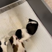 Shorkie Puppies from Strong Puppies