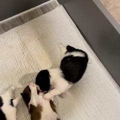 Shorkie Puppies from Strong Puppies