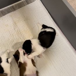 Shorkie Puppies from Strong Puppies