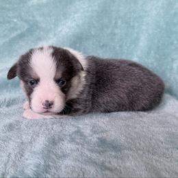 LEONARDO (LEO) - Blue male Pembroke Welsh Corgi puppy in Drain, Oregon from Sunnydale Corgis
