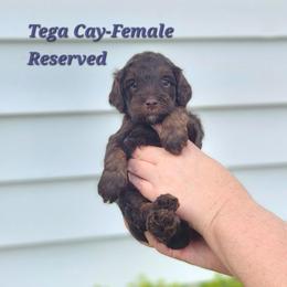 Cay - Phantom female Bernedoodle puppy in St. George, South Carolina from Southern Hunters Mini Doodles