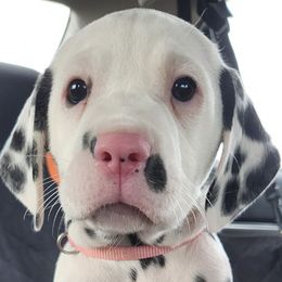 Dalmatians from Arkham Dalmatians