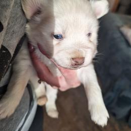 White Fluff 2 - White male Pomsky puppy in Fairbanks, Alaska from Arctic Kennels (Pomskies, Akitas & Shibas)