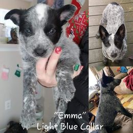 Australian Cattle Dog Puppies from Piney River Cattle Dogs