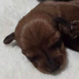 Glitch - Red male Dachshund puppy in Centuria, Wisconsin from Petite FurryTails