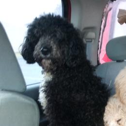 Windy - Poodle