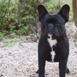 French Bulldogs from Bandog