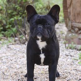 French Bulldogs from Bandog