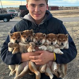 Shiba Inu Puppies from Prairie Shibas