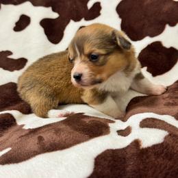 Boy 4 - Red male Pembroke Welsh Corgi puppy in Missouri from Cooler Farms Corgis