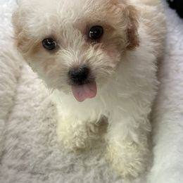 Poodle Puppies from S.H.A.R.P.’s Toy Poodles