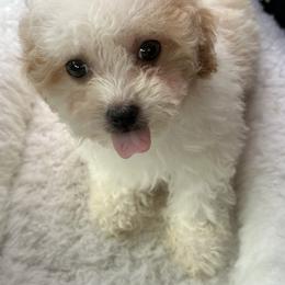 Poodle Puppies from S.H.A.R.P.’s Toy Poodles