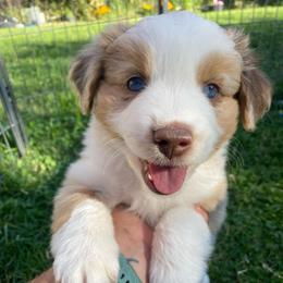 Cookie Dough - Red merle male Miniature Australian Shepherd puppy in Sonora, California from Quarle Ranch Mini Aussies