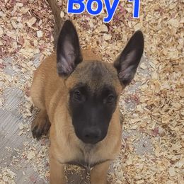 Boy 1 - Fawn male Belgian Malinois puppy in Corpus Christi, Texas from Heavenly Firefly Belgian Malinois