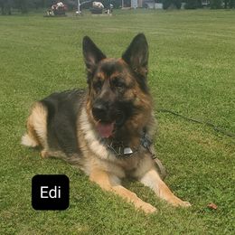 Edi - German Shepherd