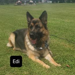 Edi - German Shepherd
